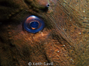 The eye of the moray. Canon Ixus 85is, Inon Macro lens, I... by Keith Savill 